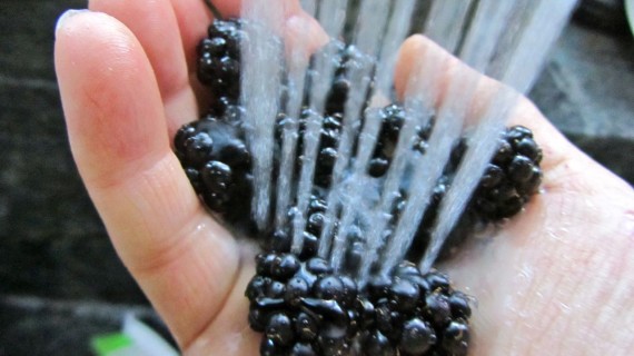 blackberry rinse