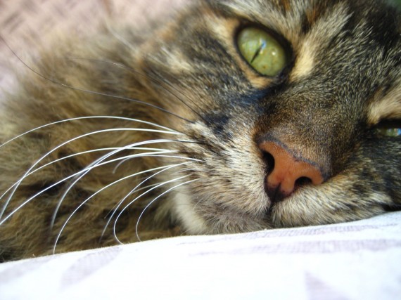 Studio kitty closeup