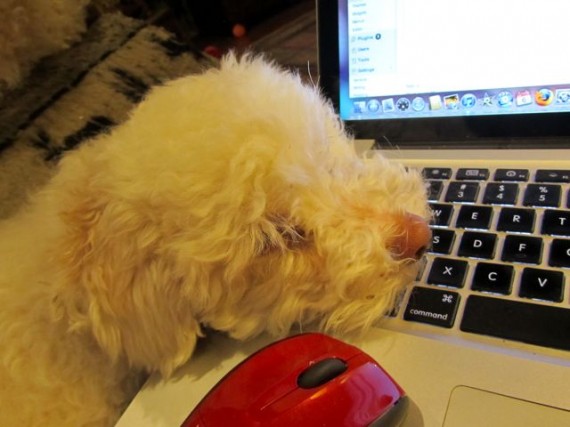 Sophie helping Mama type