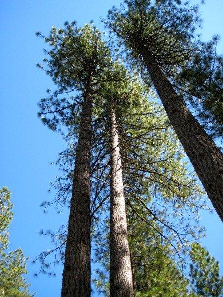 Ponderosa Pines