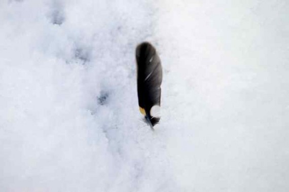Feather in the snow