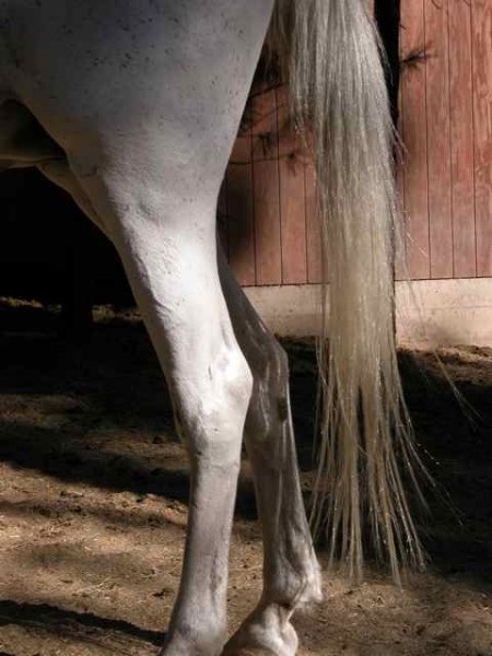 horse tail