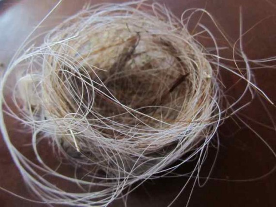 nest with horsehair