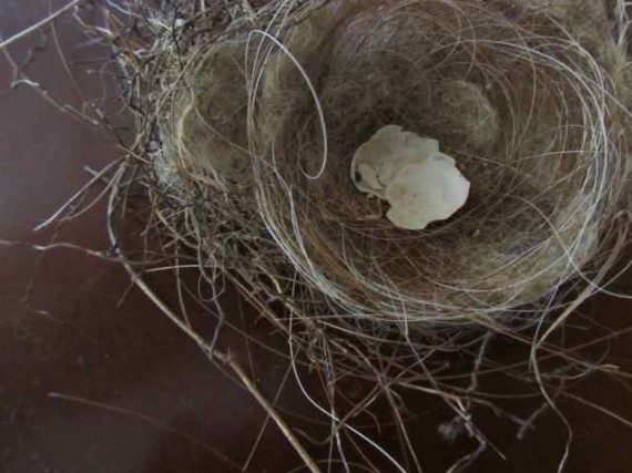 nest with shells