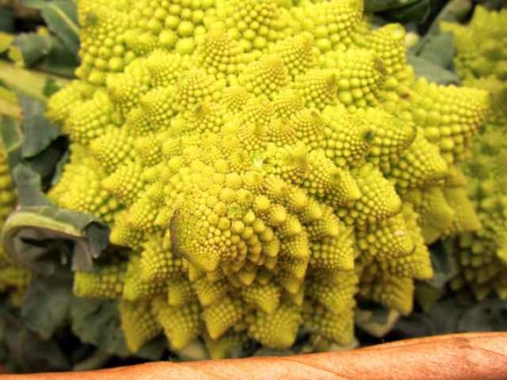 Broccoli Romanesco closeup