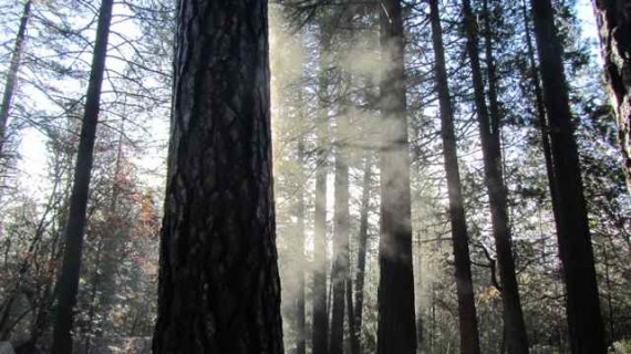 Steam trees