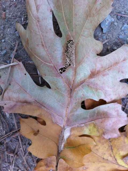 fall leaves