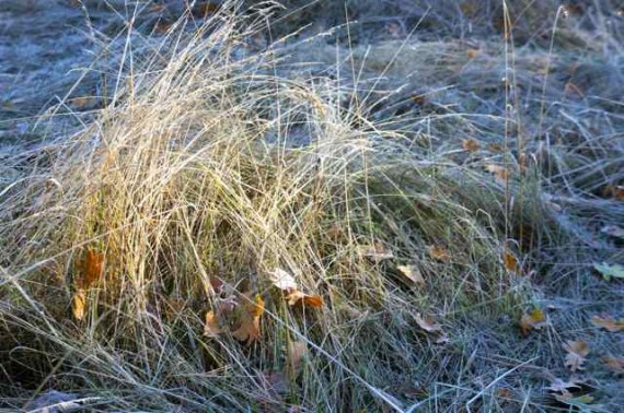 autumn  grass