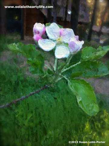 apple blossom