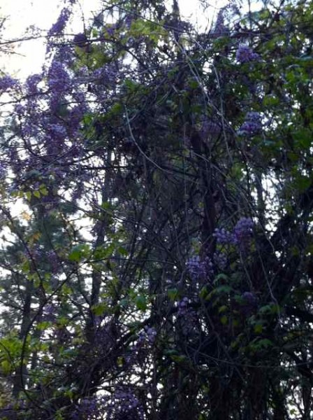 blog 4_26 wisteria