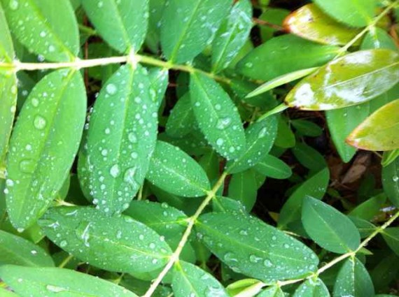 St. John's Wort