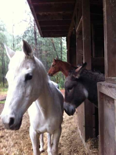 rain ponies