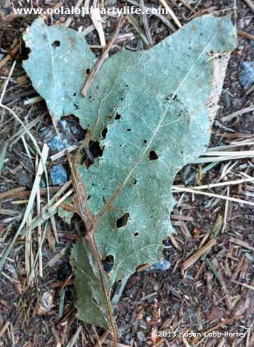 Heart leaf