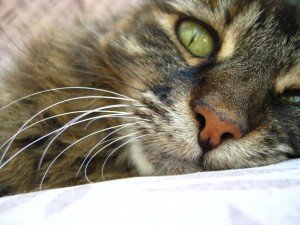 Studio kitty closeup