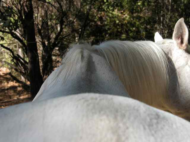 Horseback Writing