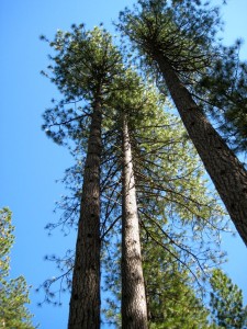 Ponderosa Pines