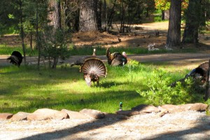 turkeys showing off