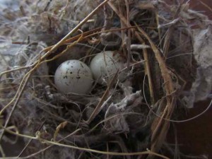 nest with eggs