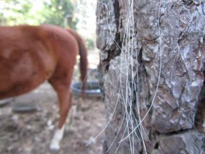 horse hair